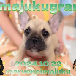 【 イマジュクグラム 】超温厚なフレンチブルドッグちゃまのお手入れに密着！