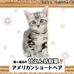 【 アメリカンショートヘア 】ホントに猫?まるで子犬みたいな甘えん坊アメちゃん