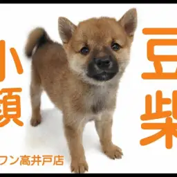 【 豆柴 】可愛いお顔にミニマムボディを持った男の子が東京都に降臨!!