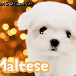 【 マルチーズ 】小さめ・美形・賢い!三拍子揃ったマルチーズ女の子がやってきた!