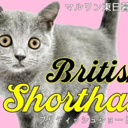【 ブリティッシュショートヘア 】性格が超甘えん坊！猫のイメージを払拭する逸材！