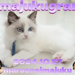 【 イマジュクグラム 】お散歩デビュー記念!甘えん坊ラグドールの最新動画大公開