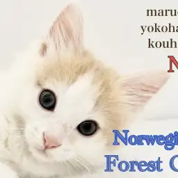 【 ノルウェージャンフォレストキャット 】ミルクティカラーの優美な男の子！
