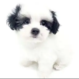 MIX（マルチーズ×シーズー）