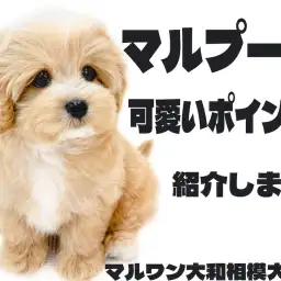 【 MIX 】可愛いが詰まったマルプーの愛すべき容姿、性格のポイントをご紹介！