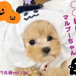 【 ほっこり北通Vol.122 】ハロウィン仮装してみたマルプーちゃん！