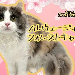 【 ノルウェージャンフォレストキャット 】お姉さんへと成長した美人キャット!