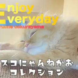 【 スコティッシュフォールド 】スコにゃんのリラックス寝顔コレクション!