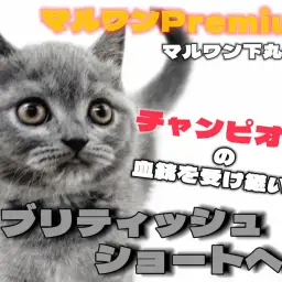 【 ブリティッシュ 】チャンピオン家系生まれ!最高のサラブレッドは勿論プレミアム