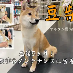 【 豆柴 】お散歩練習＆メンテナンスに密着！生後5ヶ月の従順女子！