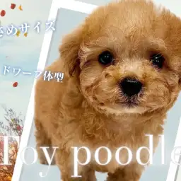 【 トイプードル 】ドワーフ体型で小さめサイズのトイプードルちゃんが降臨！