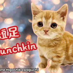 【 マンチカン 】超短足マンチカン！柄模様が綺麗なレッドタビーの男の子