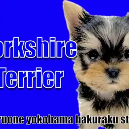 【 ヨークシャーテリア 】落ち着きと元気さを兼ね備えた甘えん坊BOY!