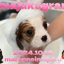 【 イマジュクグラム 】甘えん坊なキャバリアちゃまのシャンプーデビューに密着!