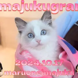 【 イマジュクグラム 】抱っこが大好きなラグドールの女の子!最新動画大公開!