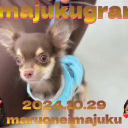 【 イマジュクグラム 】生後5ヶ月で1.6kg!チョコタンチワワちゃま最新動画!