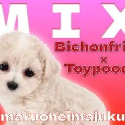 【 MIX ビションプー 】ビションフリーゼとトイプードルの最強ハーフ犬の女の子