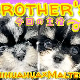 【 MIX 】チワワ×マルチーズMIX兄妹ちゃんの妹ちゃんをご紹介！！