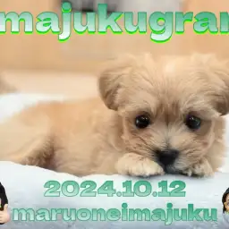 【 イマジュクグラム 】アプリコットが輝く最強MIX！マルプーの男の子が登場！