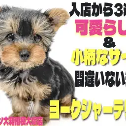 【 ヨークシャーテリア 】入店後3週間が経ち随所に成長が！生後2ヶ月半の姿！
