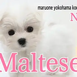 【 マルチーズ 】純白天使は鼻ぺちゃ短足の美人ちゃん