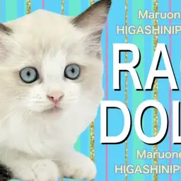 【 ラグドール 】肉球は夢のピンク色！キャットタワー選びや遊びの注意点も