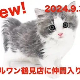 【 サイベリアン 】新たに仲間入り！ブルークラシックタビーの女の子！！