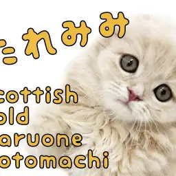 【  スコティッシュフォールド 】たれみみまんまるスコちゃんが横浜にやってきた!