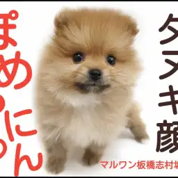 【 ポメラニアン 】夕日のようなオレンジの被毛に可愛いたぬき顔をもった男の子登場
