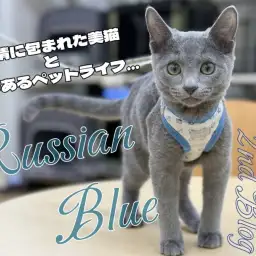 【 ロシアンブルー 】全てを包み込む愛情深き穏やかな貴公子に成長中の2ndブログ