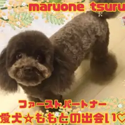 【 ファーストパートナー 】マルワン横浜鶴見店スタッフ梅林の愛犬物語！