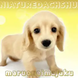 【 ミニチュアダックスフント 】イエローカラーの困り顔が愛らしい胴長短足の女の子