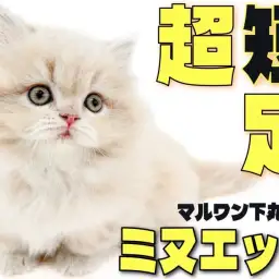 【 ミヌエット 】都内イチの短足?お腹が地面スレスレ?丸いシルエットが可愛い!