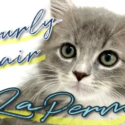 【 ラ・パーマ 】カーリーヘアに期待高まるもふキャットが横浜に降臨!