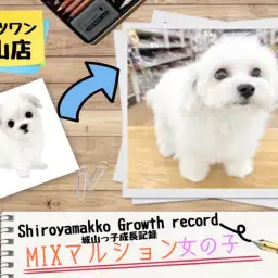 【 MIX 】 マルションの城山っ子成長報告！2024年11月15日