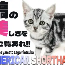 【 アメリカンショートヘア 】猫初心者必見！懐っこい性格は飼いやすさ抜群！