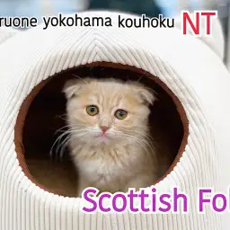 【 スコティッシュフォールド 】 垂れ耳スコ!優しい色合いクリームダビーの女の子