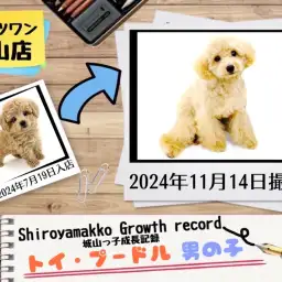 【 トイ・プードル 】城山っ子成長報告！2024年11月14日