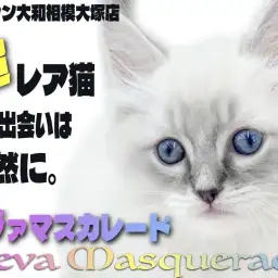 【 ネヴァマスカレード 】超希少種！滅多に出会えない？2024年話題の猫種登場！