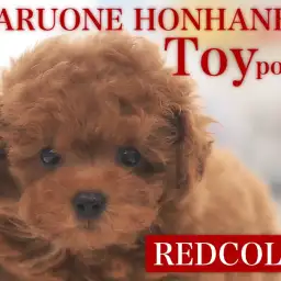 【 トイプードル 】超テディベア!手のひらにおさまる濃厚レッドの女の子が登場!