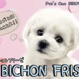 【 ビションフリーゼ 】フワモコ部代表！純白わたあめちゃんの登場です。