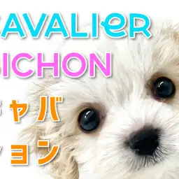 【 MIX 】圧倒的人気を誇るキャバションMIXが横浜元町にやってきた！