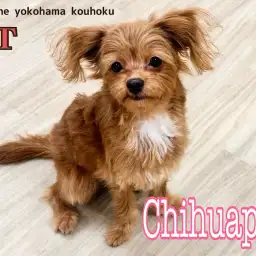 【 MIX犬 】個性が光る!チワプーちゃん小さめに成長した7ヶ月半の今をご紹介