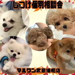 【 しつけ個別相談会 】愛犬との絆の結び方レクチャーとお悩み相談！