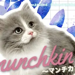 【 マンチカン 】短足界のアイドル!甘え上手なプリンセスの可愛いさを追求します!