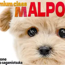 【 MIX 】激カワな容姿と超ぬいぐるみBODYのプレミアムマルプーが登場!