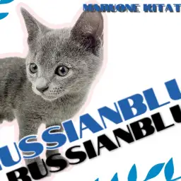 【 ロシアンブルー 】誰もが振り返る圧倒的美!スタイリッシュにゃんこ!