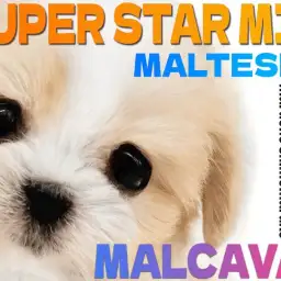 【 MIX 】2024年の主役は遅れてやってきた？最高峰に可愛いマルキャバ登場！