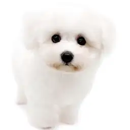 ビションフリーゼ