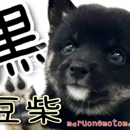 【 豆柴 】横浜元町にちっちゃい黒豆ちゃんがやってきた!